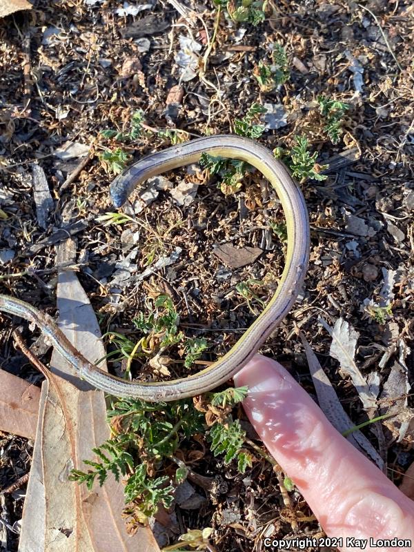 California Legless Lizard (Anniella pulchra)