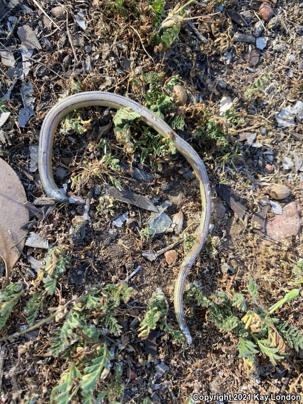 California Legless Lizard (Anniella pulchra)