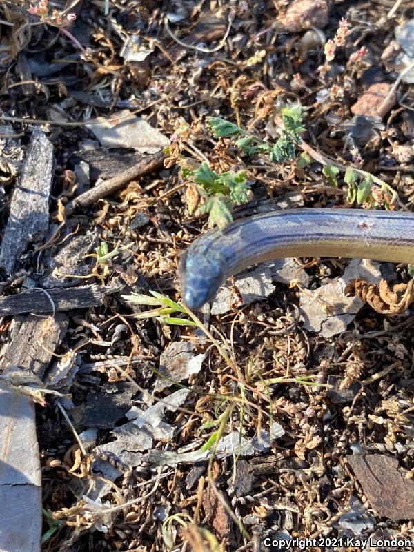 California Legless Lizard (Anniella pulchra)