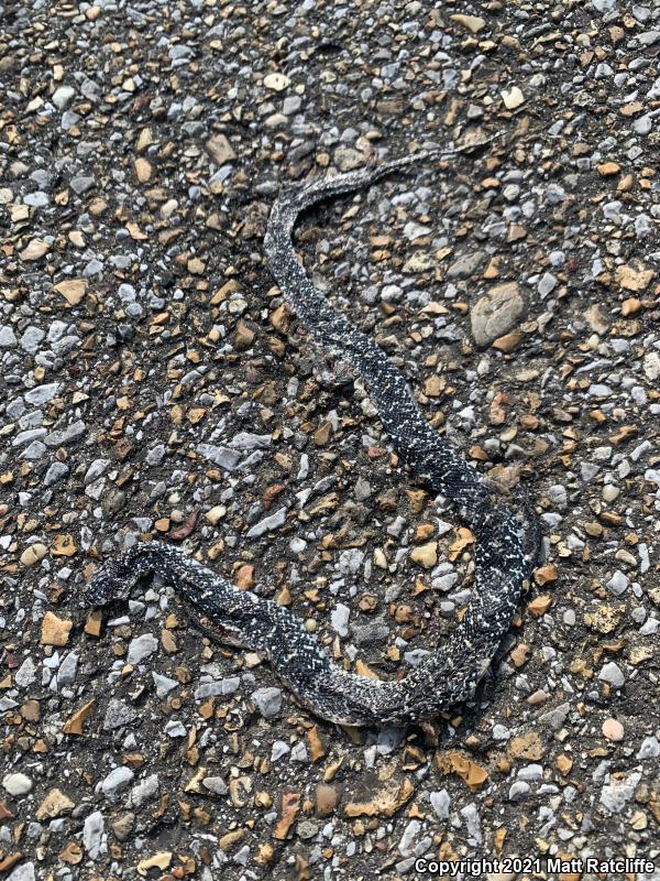 Speckled Kingsnake (Lampropeltis getula holbrooki)