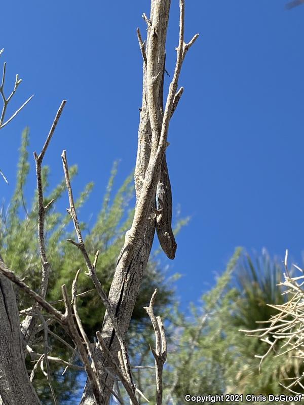 Long-tailed Brush Lizard (Urosaurus graciosus)