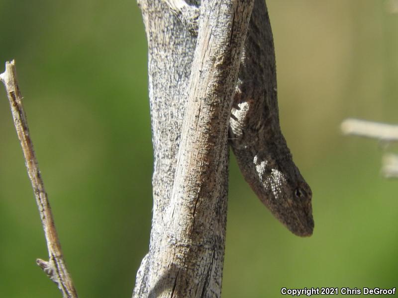 Long-tailed Brush Lizard (Urosaurus graciosus)