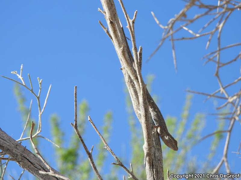 Long-tailed Brush Lizard (Urosaurus graciosus)