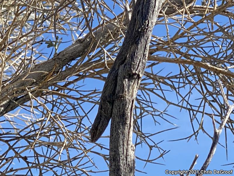 Long-tailed Brush Lizard (Urosaurus graciosus)