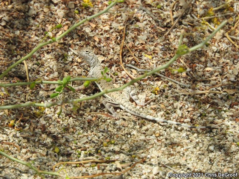 Western Zebra-tailed Lizard (Callisaurus draconoides rhodostictus)