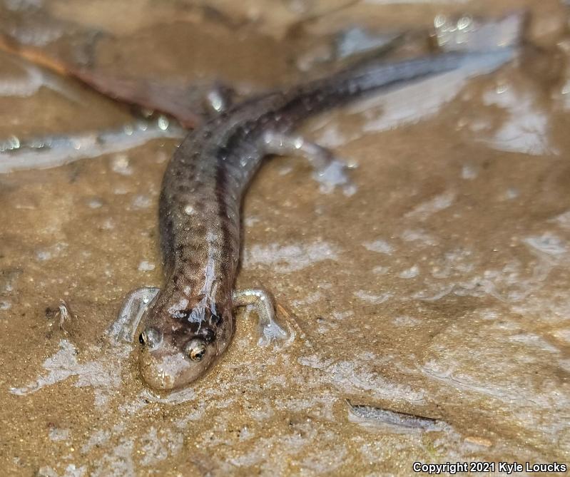 Allegheny Mountain Dusky Salamander (Desmognathus ochrophaeus)