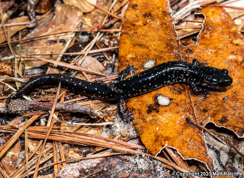 Mississippi Slimy Salamander (Plethodon mississippi)