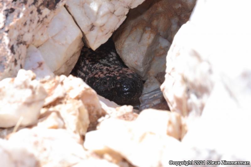 Gila Monster (Heloderma suspectum)