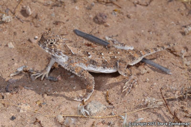 Goode's Horned Lizard (Phrynosoma goodei)