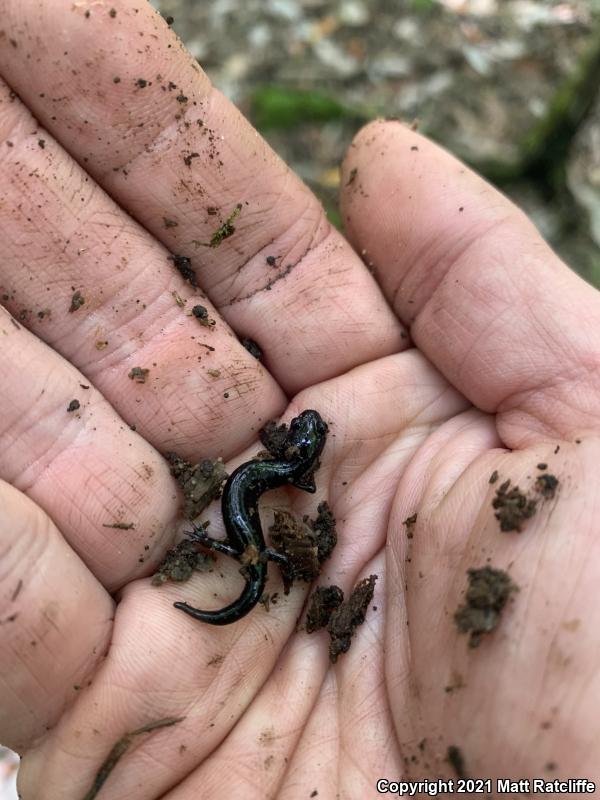 Mississippi Slimy Salamander (Plethodon mississippi)