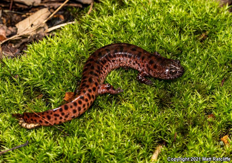 Southern Red Salamander (Pseudotriton ruber vioscai)