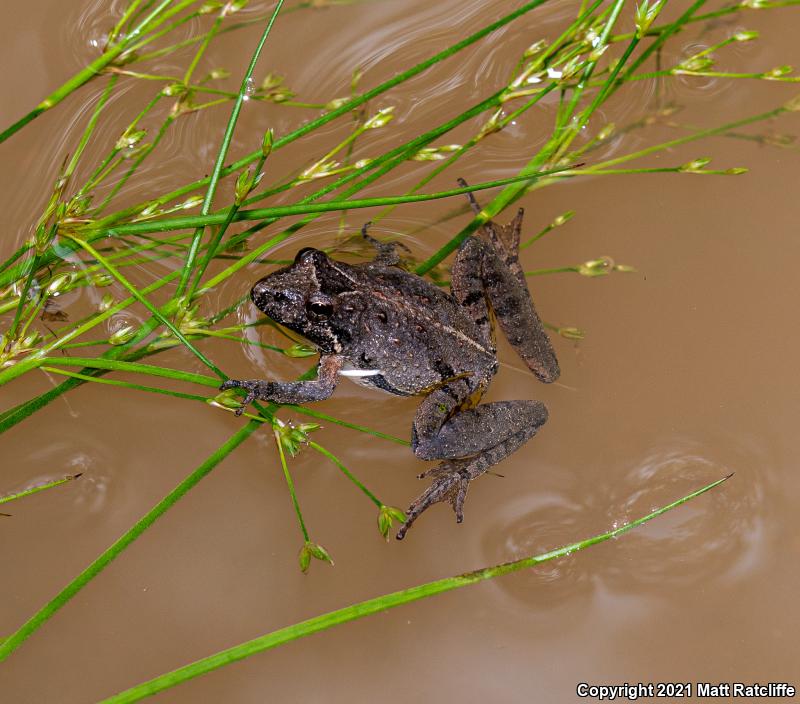 Southern Cricket Frog (Acris gryllus)