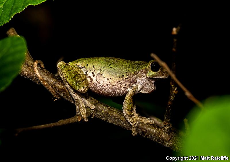 Bird-voiced Treefrog (Hyla avivoca)