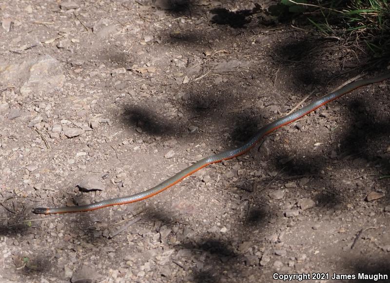 Monterey Ring-necked Snake (Diadophis punctatus vandenburgii)