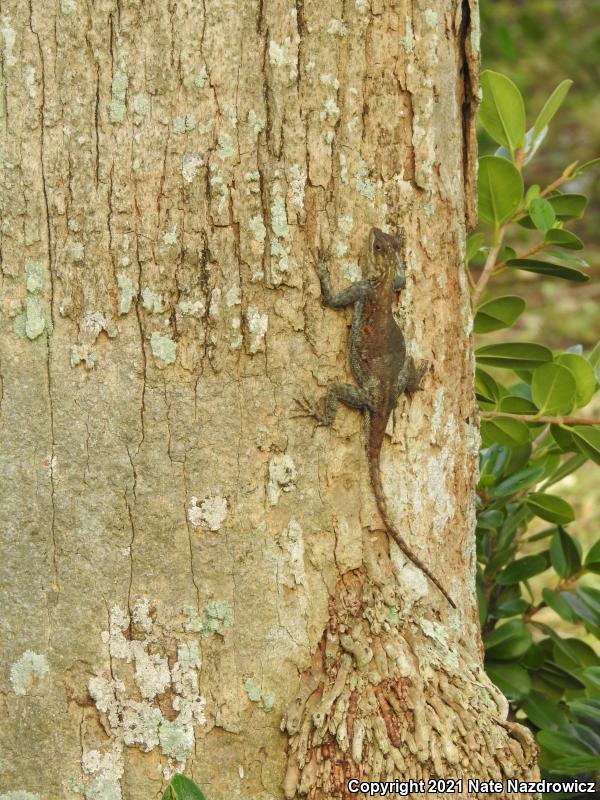 African Rainbow Lizard (Agama agama)