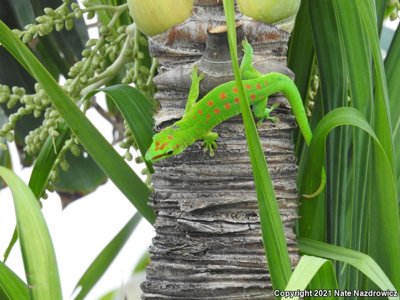 Madagascar Day Gecko (Phelsuma madagascariensis)