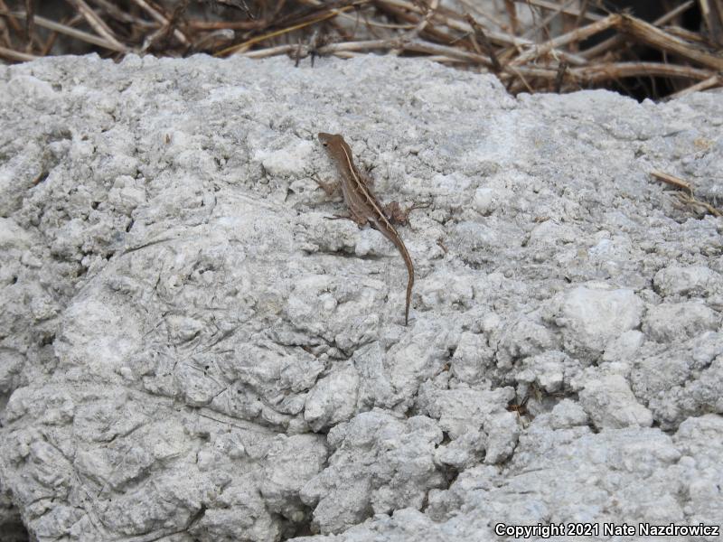 Brown Anole (Anolis sagrei)