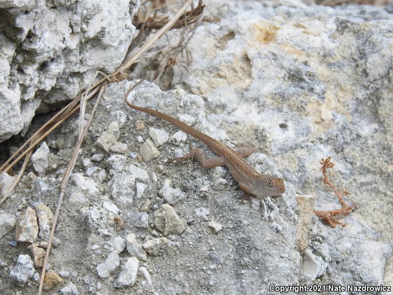 Brown Anole (Anolis sagrei)