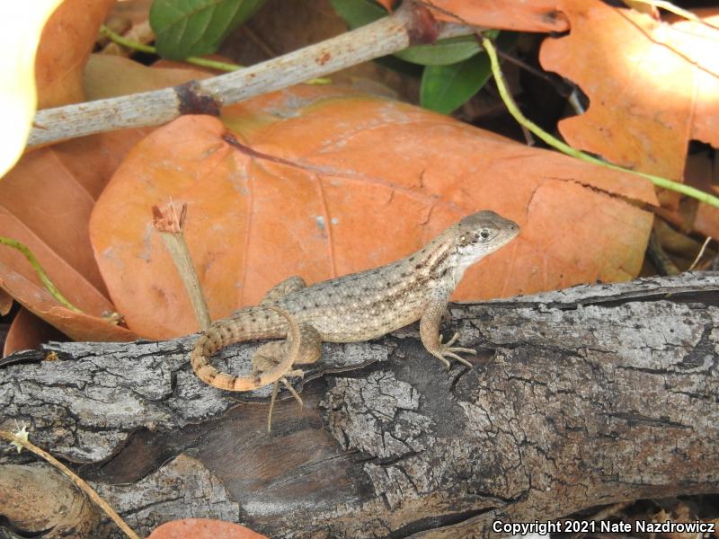 Northern Curly-tailed Lizard (Leiocephalus carinatus)