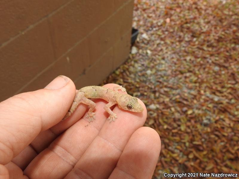 Wood Slave (Hemidactylus mabouia)