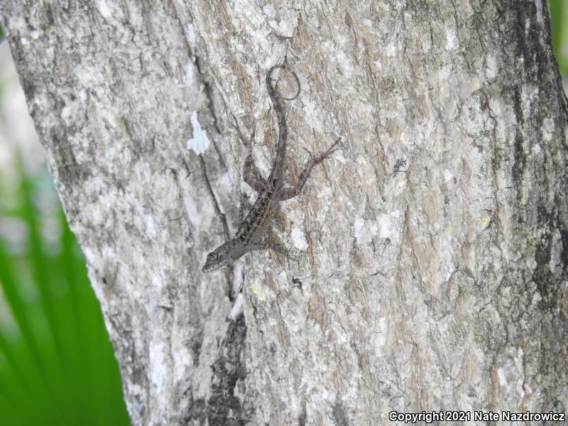 Brown Anole (Anolis sagrei)