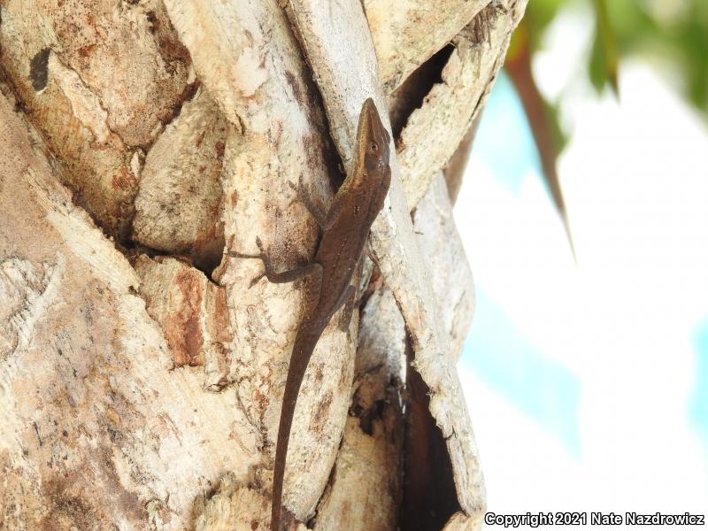 Cuban Green Anole (Anolis porcatus)