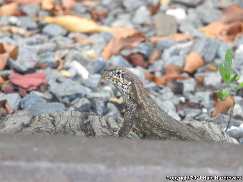 Northern Curly-tailed Lizard (Leiocephalus carinatus)