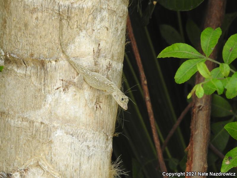 Bark Anole (Anolis distichus)