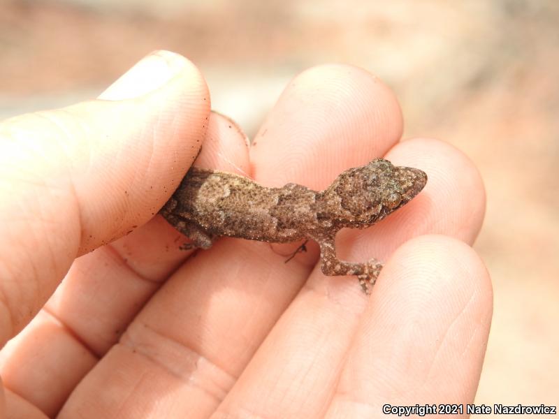 Wood Slave (Hemidactylus mabouia)