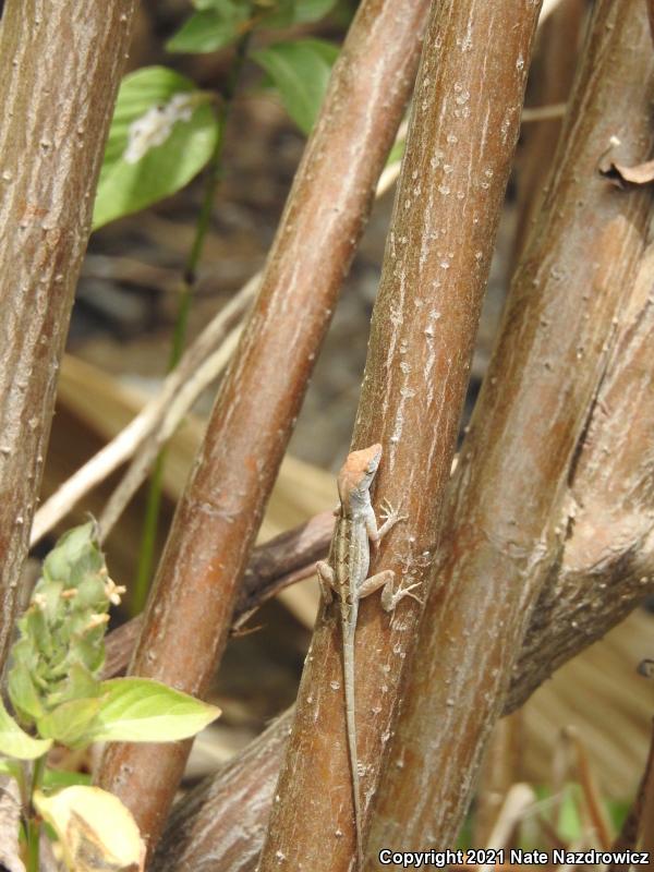 Brown Anole (Anolis sagrei)