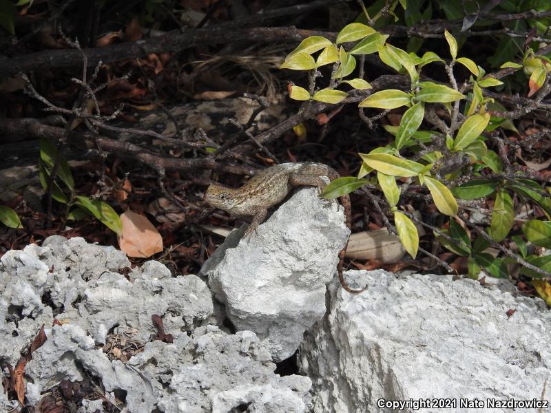 Northern Curly-tailed Lizard (Leiocephalus carinatus)