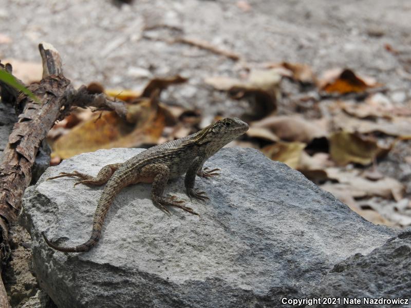 Northern Curly-tailed Lizard (Leiocephalus carinatus)