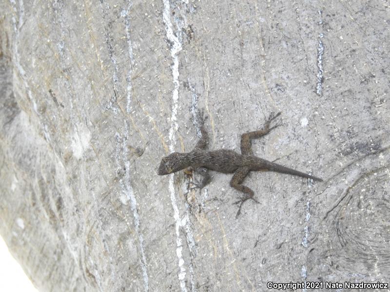 Bark Anole (Anolis distichus)