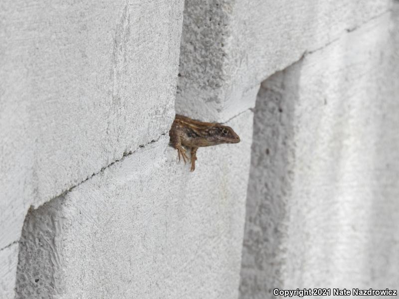 Northern Curly-tailed Lizard (Leiocephalus carinatus)