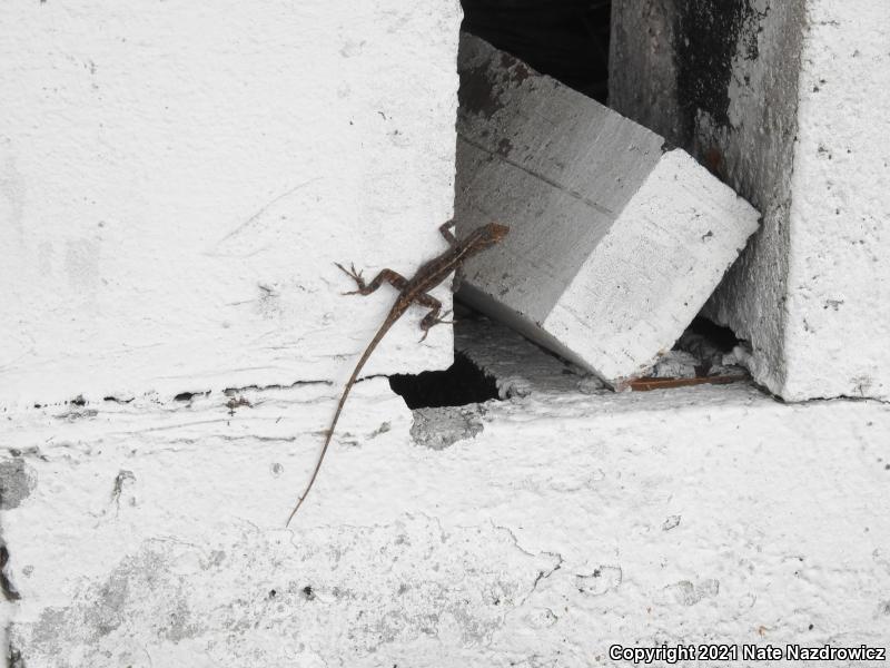 Brown Anole (Anolis sagrei)