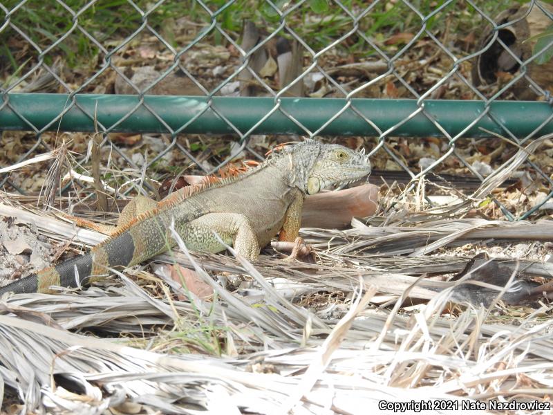 Green Iguana (Iguana iguana)