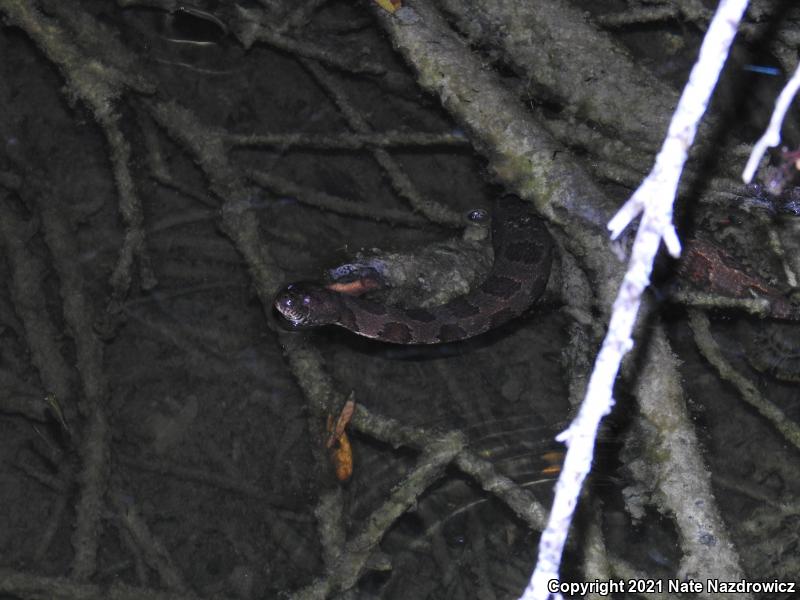 Brown Watersnake (Nerodia taxispilota)