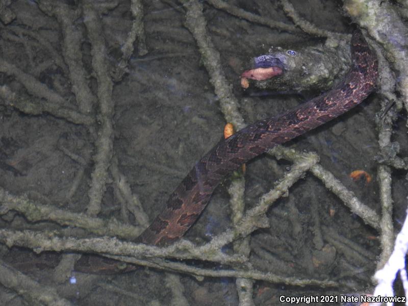 Brown Watersnake (Nerodia taxispilota)