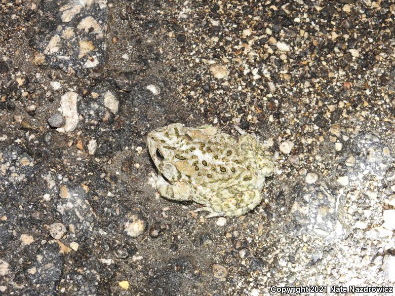 Southern Toad (Anaxyrus terrestris)