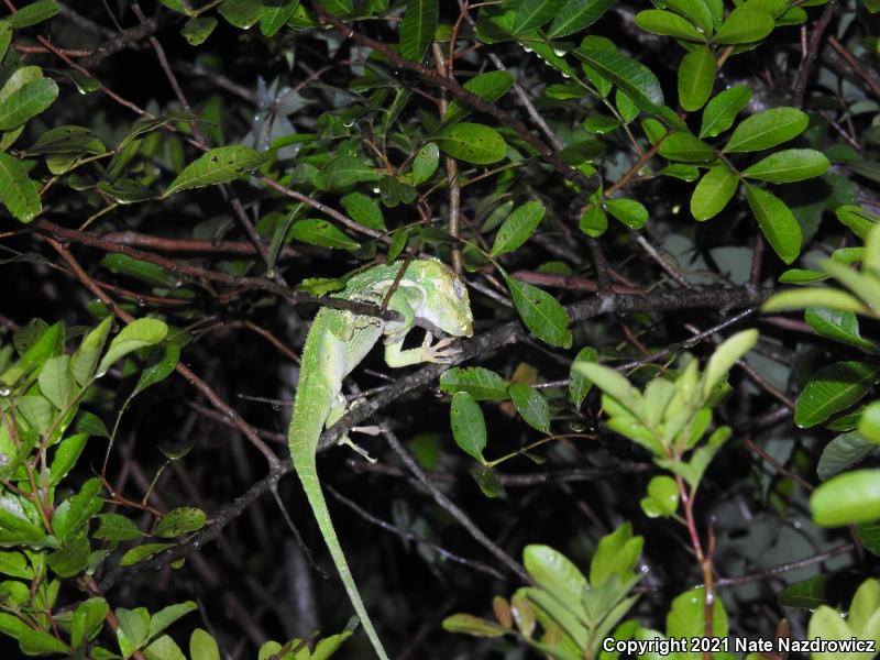 Knight Anole (Anolis equestris)