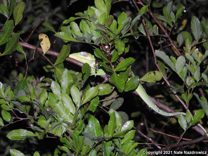 Knight Anole (Anolis equestris)