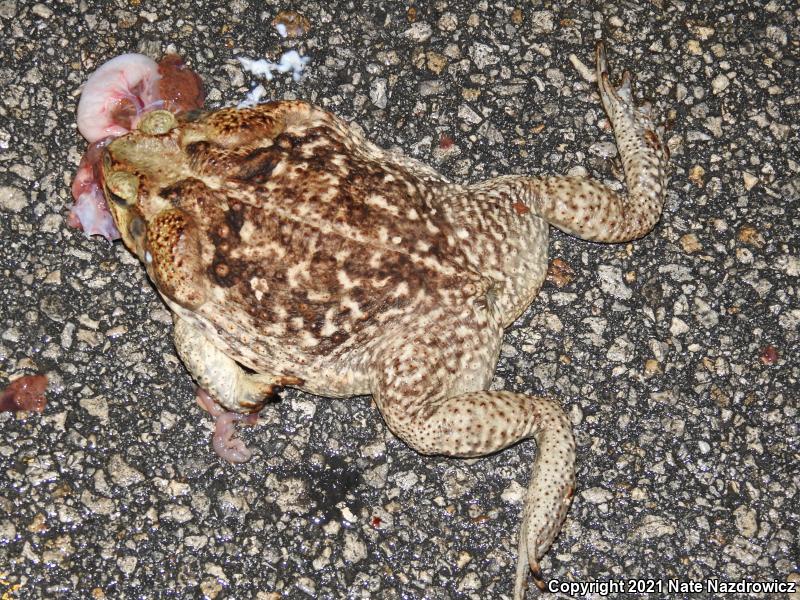 Cane Toad (Rhinella marina)