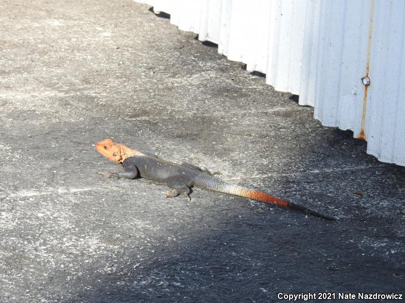 African Rainbow Lizard (Agama agama)