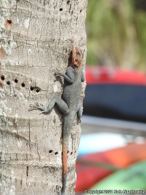 African Rainbow Lizard (Agama agama)