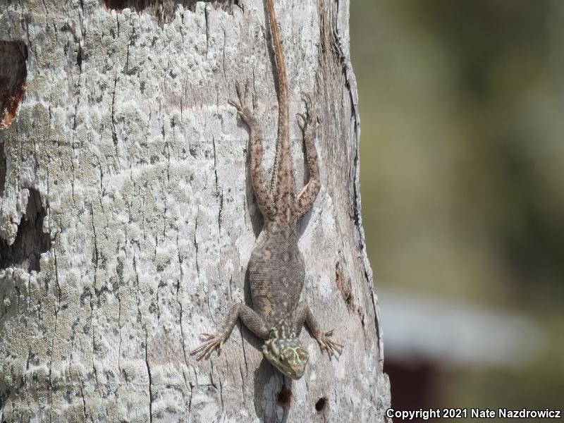 African Rainbow Lizard (Agama agama)