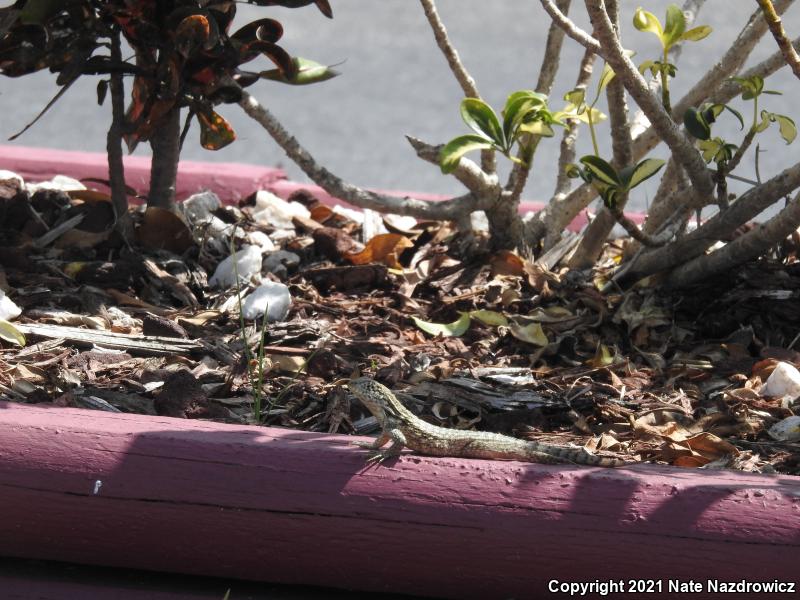 Northern Curly-tailed Lizard (Leiocephalus carinatus)