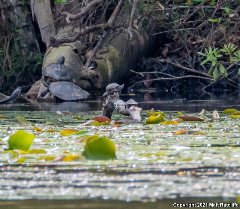 Eastern Musk Turtle (Sternotherus odoratus)