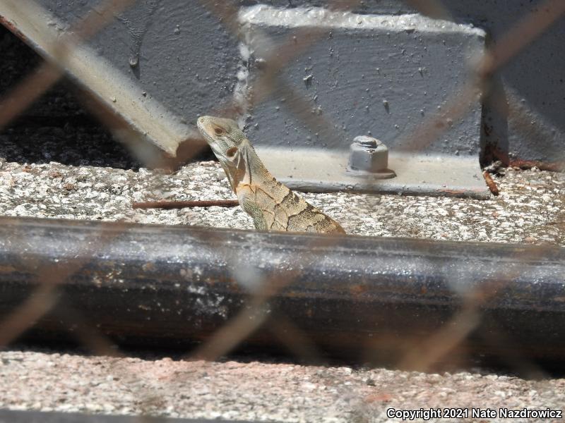 Gray's Spiny-tailed Iguana (Ctenosaura similis)