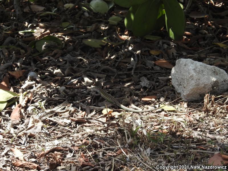 Rainbow Whiptail (Cnemidophorus lemniscatus)