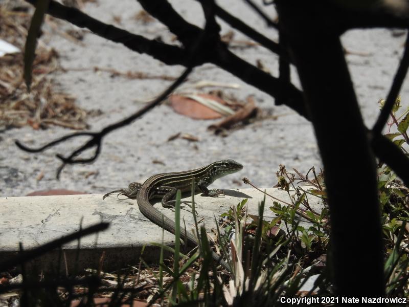 Rainbow Whiptail (Cnemidophorus lemniscatus)